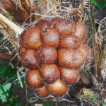 Agrowisata Abian Salak Karangasem