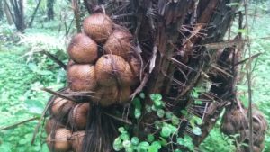 Agrowisata Abian Salak Karangasem