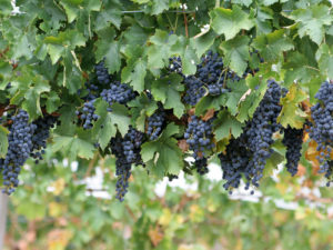 Agrowisata Kebun Anggur Bali