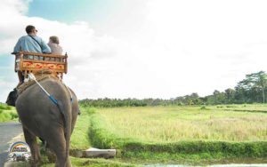 Bali Elephant Camp Plaga
