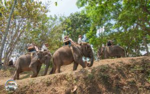 Bali Elephant Camp Plaga
