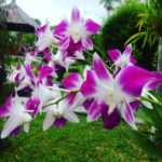 Bali Orchid Garden