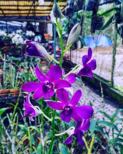 Bali Orchid Garden