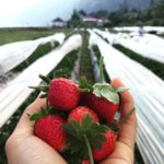 Bali Strawberry Farm and Restaurant