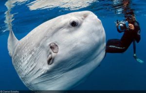 berenang bersama ikan mola-mola