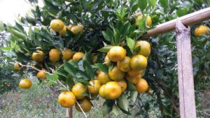 Buah-buahan Khas Bali