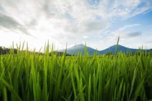 Catur Wana Jatiluwih