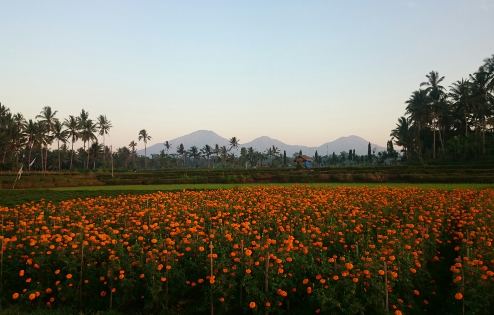 Desa Sobangan Mengwi