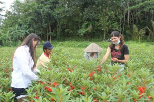 Desa Sobangan Mengwi