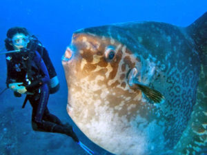 Desa Toyapakeh Nusa Penida