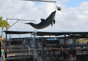 Dolphin Lodge Serangan Bali