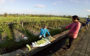 Ekowisata Subak Sembung Peguyangan