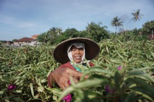 Ekowisata Subak Sembung Peguyangan