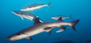 Gili Mimpang Padangbai