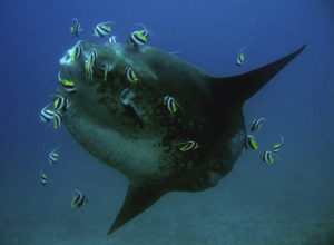 Gili Mimpang Padangbai