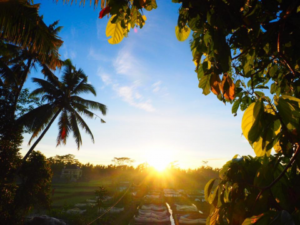 Hars Garden Tree Houses Ubud