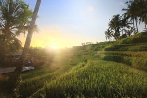 Hotel The Sunset House Ubud