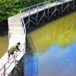 Hutan Mangrove Taman Hutan Raya Ngurah Rai Bali