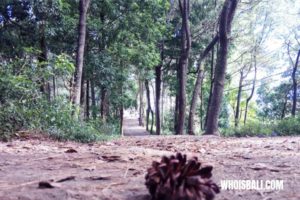 Hutan Pinus Kintamani