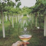 Kebun Anggur Hatten Wines