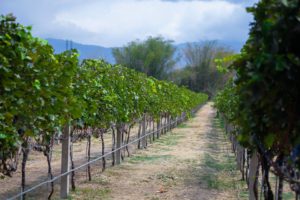 Kebun Anggur Hatten Wines