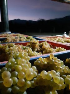 Kebun Anggur Hatten Wines