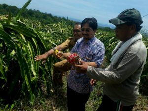 Agrowisata Kebun Buah Naga Mengwitani