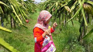 Agrowisata Kebun Buah Naga Mengwitani