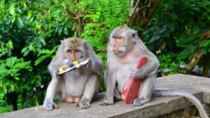 Kelakuan Monyet di Uluwatu