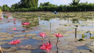Kolam Bunga Teratai di Bali