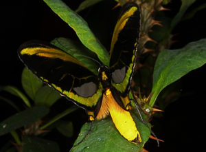 Kupu-kupu sayap burung sorga di Taman Kupu-Kupu Bali