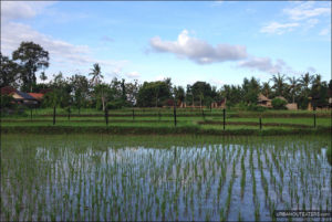Laka-Leke Hideaway Restaurant Ubud