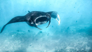Malibu Point Nusa Penida