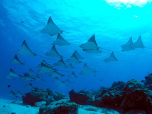 Malibu Point Nusa Penida