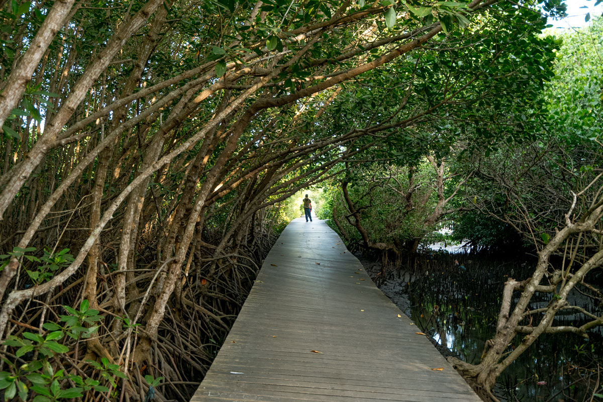 Mangrove Boardwalk Denpasar