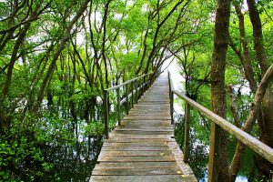 Mangrove Boardwalk Denpasar