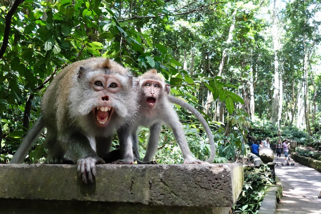 Monyet di Monkey Forest Ubud via ydcbalitour