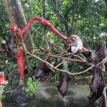 Objek Wisata Alas Kedaton