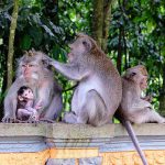 Objek Wisata Alas Kedaton