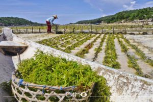 Pantai Lebaoh Nusa Lembongan