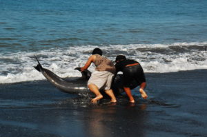 Pantai Nyanyi Canggu