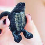 Pantai Perancak Jembrana