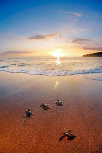 Pantai Senggigi Lombok