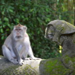 Patung monyet di Monkey Forest Ubud