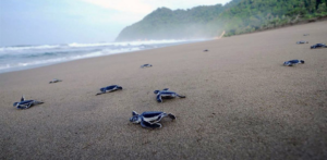 Penangkaran Penyu Deluang Sari