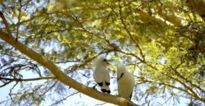 Plataran L’ Harmonie Menjangan Bali
