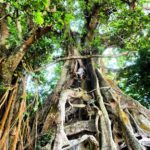 Pohon Bunyan Raksasa Munduk