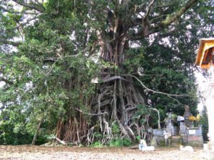 Pohon Bunyan Raksasa Munduk