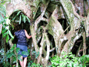Pohon Bunyan Raksasa Munduk