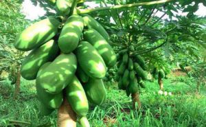 Pohon Keramat dan Mistis di Bali